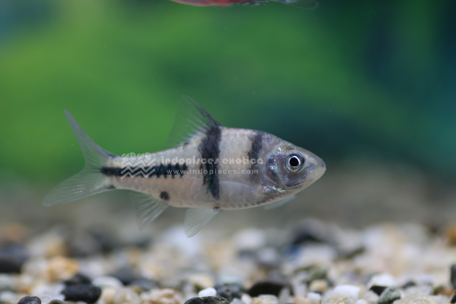 Puntius laterstriga